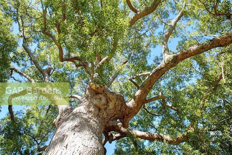 Cinnamomum camphora - Camphor Tree, Somerset West, Western Cape, South Africa