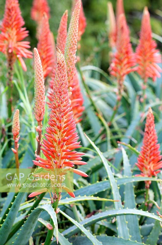 Aloe Aborescens - Krantz Aloe, Kirstenbosch National Botanical Garden, Cape Town, South Africa