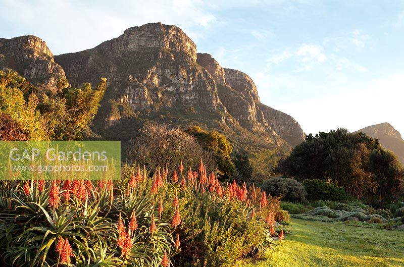 Aloe Aborescens - Krantz Aloe with Table Mountain, Kirstenbosch National Botanical Garden, Cape Town, South Africa