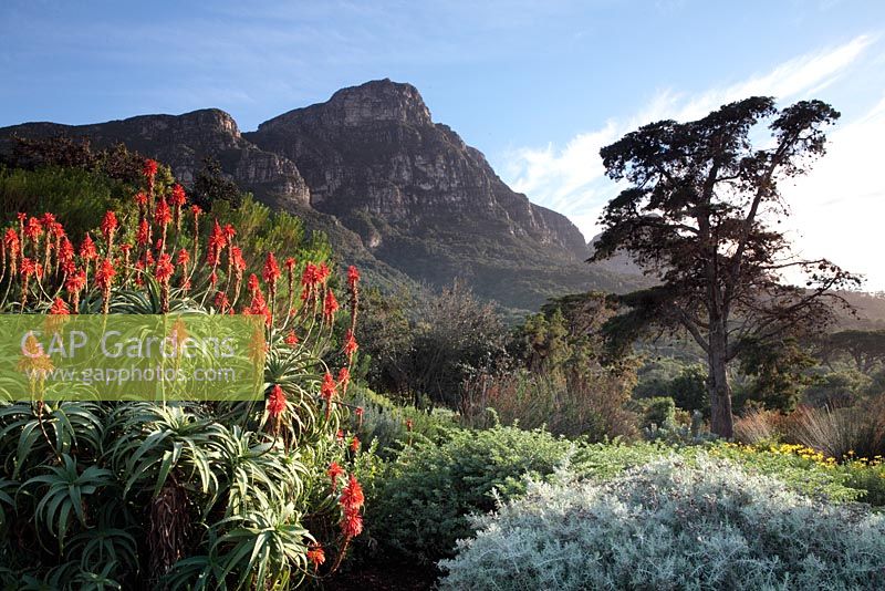 Aloe Aborescens - Krantz Aloe with Table Mountain, Kirstenbosch National Botanical Garden, Cape Town, South Africa
