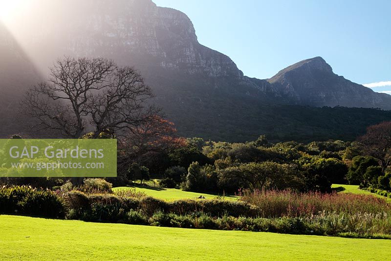 Winter scene of English Oak (Quercus robur) with sun rays and table mountain, Kirstenbosch National Botanical Garden, Cape Town, South Africa