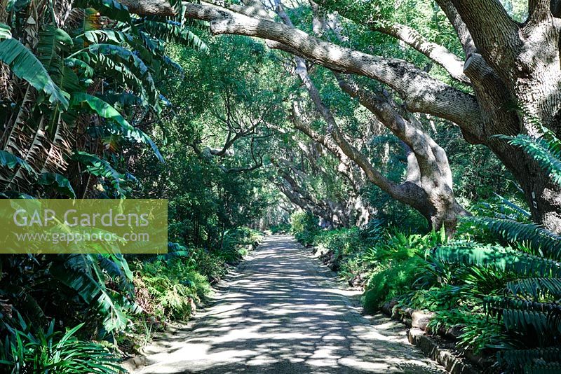 Camphor Avenue, Kirstenbosch National Botanical Garden, Cape Town, South Africa (Camphor Trees - Cinnamomum camphora) 