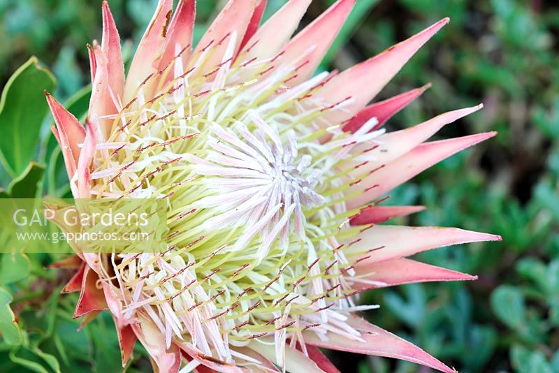 Protea cynaroides 'Elliptica', Cape Town, South Africa
