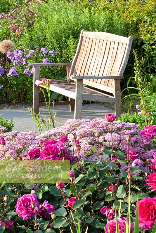 Wooden bench in border planted with Phlox paniculata 'Lilac Time', Achillea 'Pink Grapefruit' and Rosa 'Blackberry Nip'