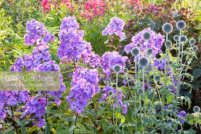 Phlox paniculata 'Lilac Time' with Echinops ritro 'Veitchs Blue'