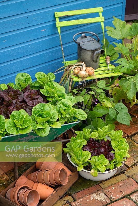 Small garden corner with old wheelbarrow planted with lettuce varieties 'Little Gem Pearl' and 'Dazzle'