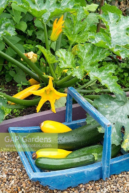 Courgette 'Soleil F1' growing in small bed with trug of harvested courgettes, 'Soleil' and 'Primula'