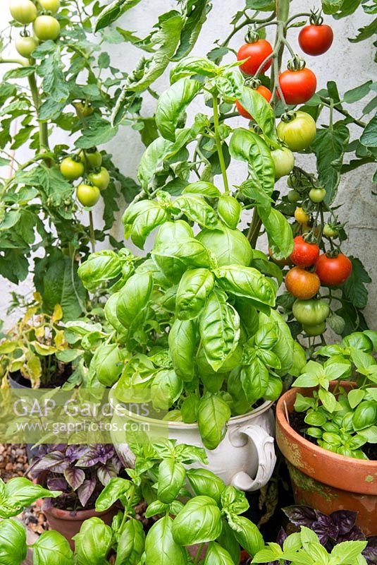 Various varieties of container grown basil in the greenhouse alongside tomatoes.