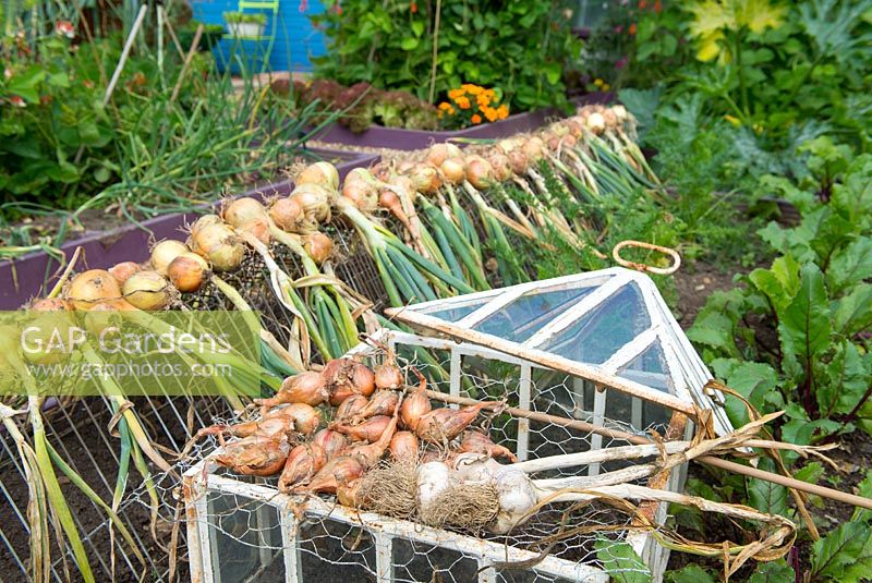 Maincrop onions lifted and drying on wire frames, with shallots drying on wire netting over an old victorian lantern cloche.
