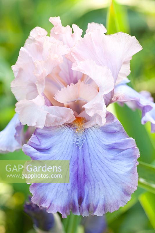 Iris barbata 'Florentine Silk'