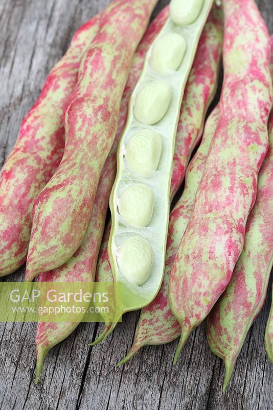 Phaseolus vulgaris 'Borlotti Firetongue' - Harvested dwarf French beans 
