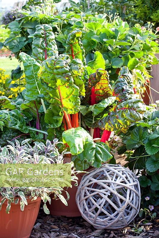 Vegetable and fruit planting in pots - Fragaria Camara, Salvia officinalis Tricolor and Beta vulgaris Bright Lights