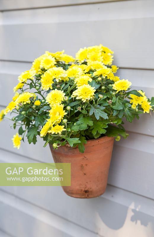 Hanging pot of Chrysanthemum on a shed
