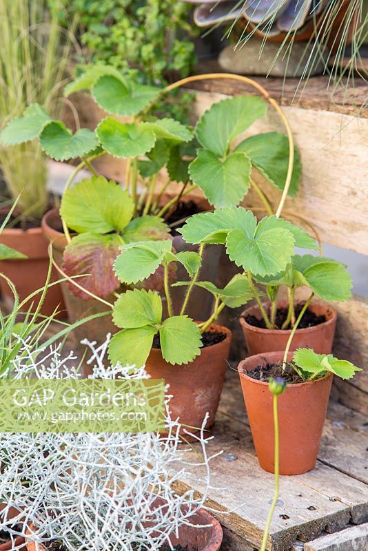 Strawberry runners potted besides Strawberry plant