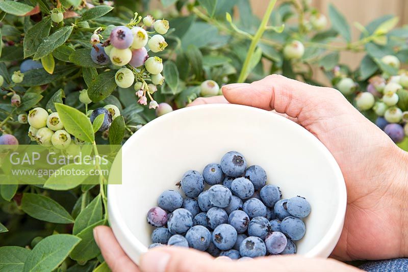 Step by Step - Harvesting Blueberry 'Sunshine Blue'