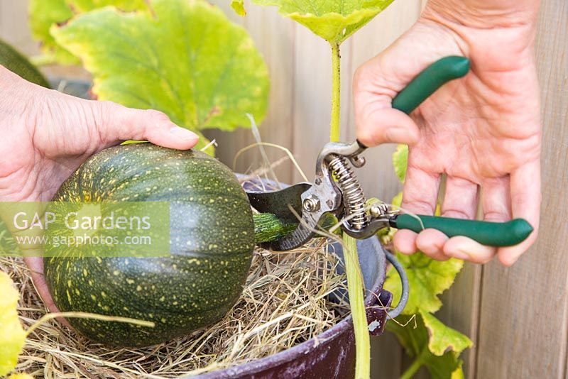 Harvesting Pumpkin 'Jack O'Lantern'