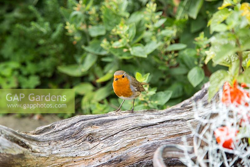European Robin - Erithacus rubecula perched on a piece of driftwood