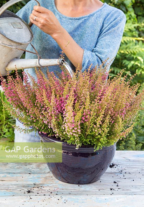 Step by Step - Planting a container of Erica gracilis 'Margarethe'
