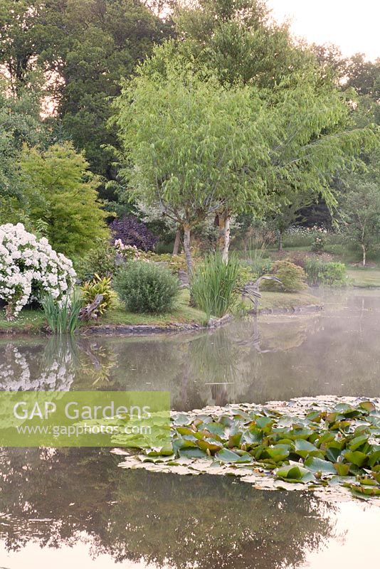 Landscaped lake with early morning mist in summer with Rosa Pleine du Grace in bloom 