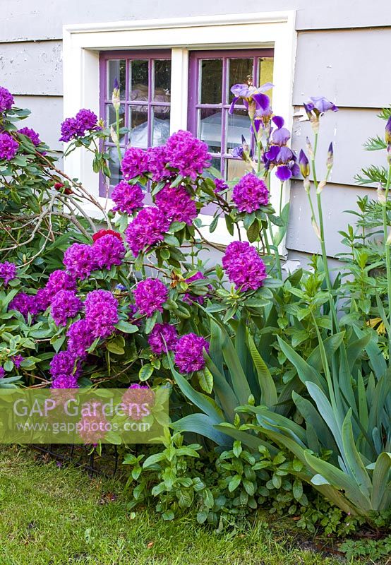 Rhododendron cv and Bearded Iris cv growing in border outside house 