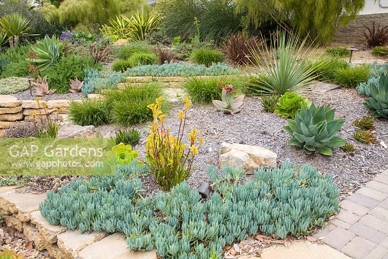 Senecio, Anigozanthos, Carex, Nolina, Agave, Aloe and Lampranthus in Mediterranean style gravel garden