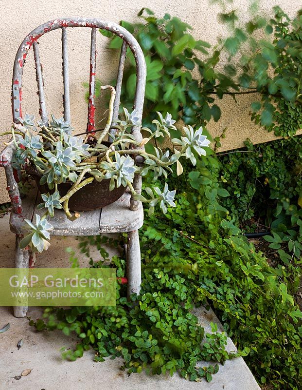 Graptopetalum paraguayense growing in pot with Ficus growing up wall