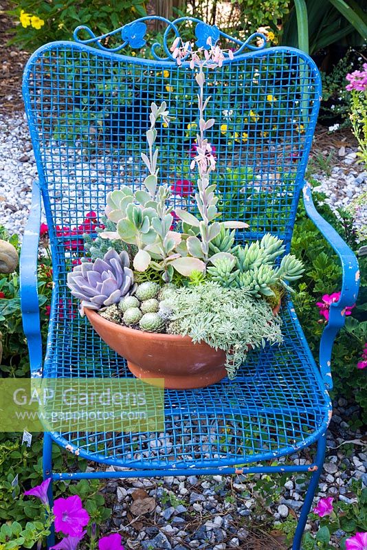 Mixed container on metal chair with Echeveria 'Afterglow', Sempervivum, Sedum, Kalanchoe and Echeveria elegans 