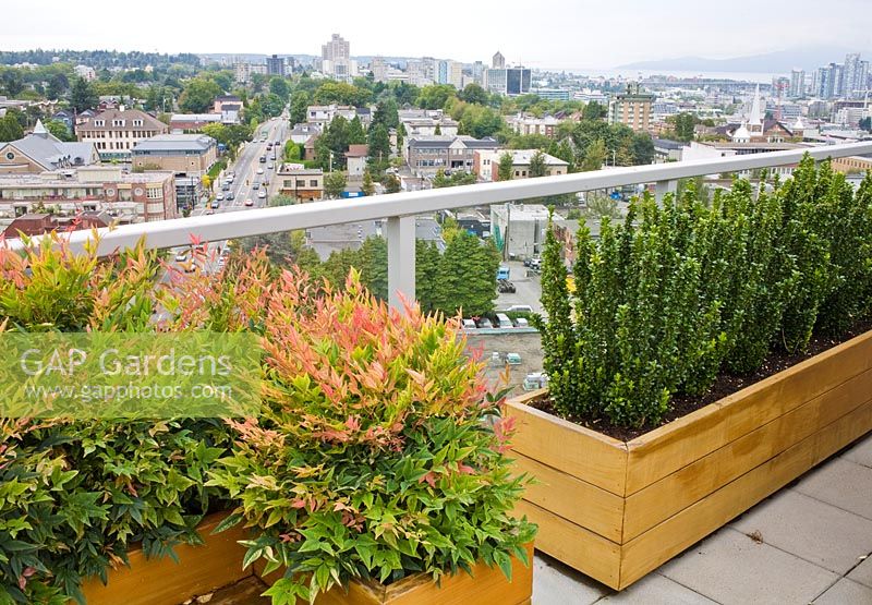 Euonymus japonicus 'Green Spire' and Nandina domestica in wooden planters with views across town