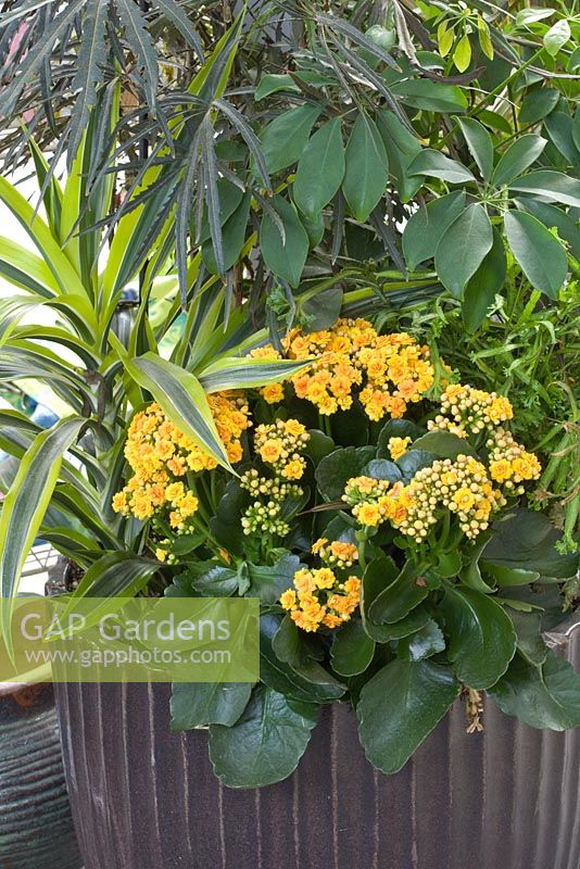 Dracaena deremensis 'Lemon and Lime', Kalanchoe and Aralia in container