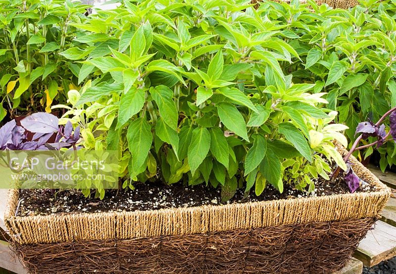 Basket planted with Salvia rutilans 'Freida Dixon' and Salvia officinalis 'Icterina'