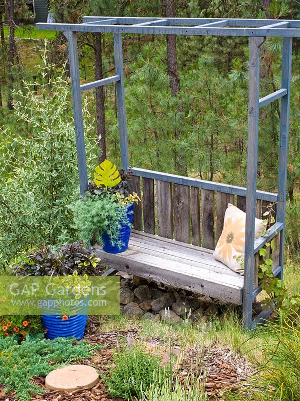 Old wooden bench with climbing frame in garden planted with Plectranthus 'Troy's Gold', Calibrachoa, Lotus, Dahlia and Shepherdia 