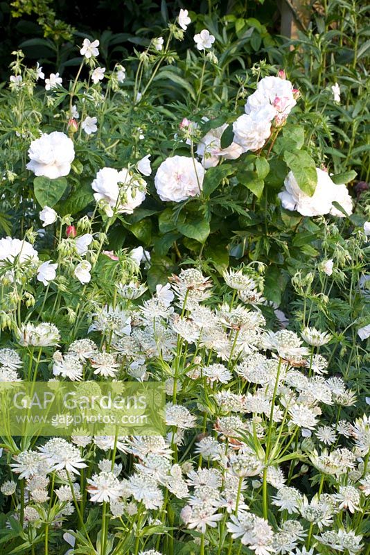 Rosa 'Winchester Cathedral' and Astrantia major