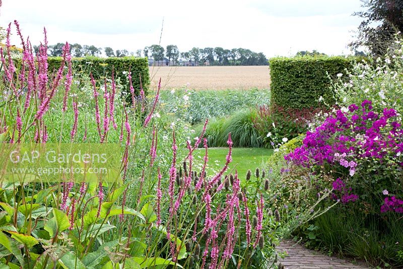 Opening in hedge with views to countryside. Borders include Persicaria amplexicaulis September Spires, Pennisetum alopecuroides, Foeniculum vulgare Giant Bronze, Phlox paniculata Le Mahdi and Lavatera thuringiaca