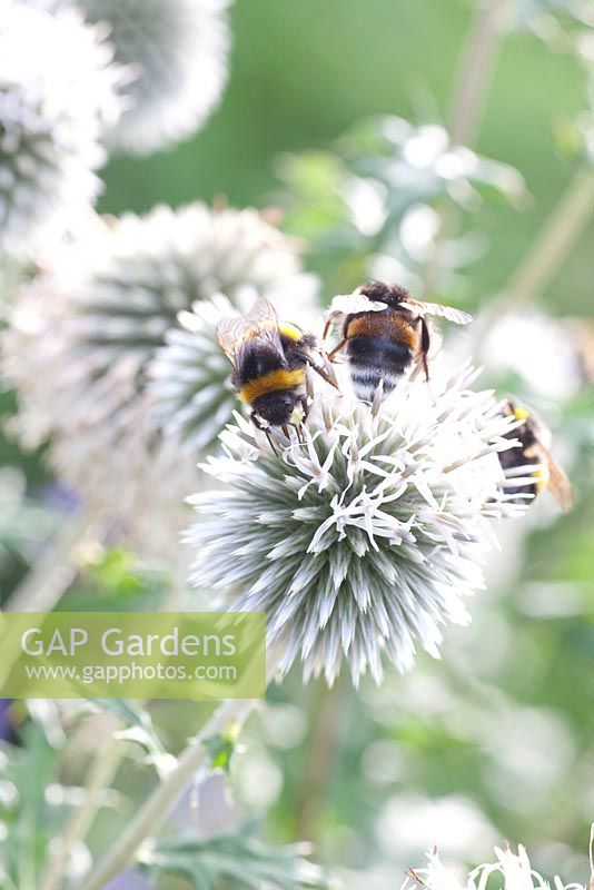 Echinops bannaticus 'Albus' with bees