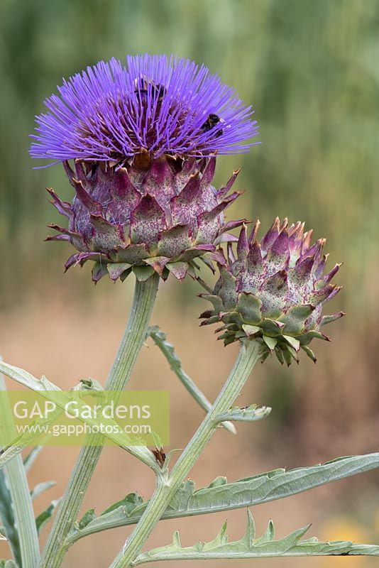 Cynara cardunculus (Cardoon) - a very stately perennial growing in clumps of pointed silver-grey leaves.  The flower heads are borne singly on stout stems.  Summer flowering. August.