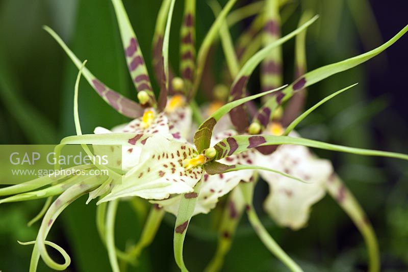 Brassia 'Eternal Wind' - Orchid