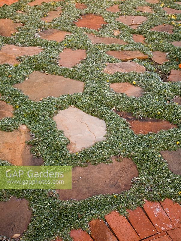 Dymondia margaretae growing between paving stones