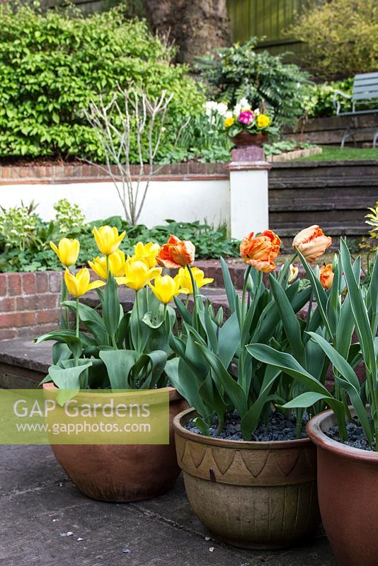 Tulips in containers, Tulipa fosteriana 'Candela' and Tulipa 'Professor Roentgen'