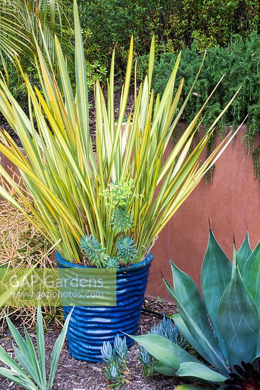 Agave and Euphorbia in blue glazed container