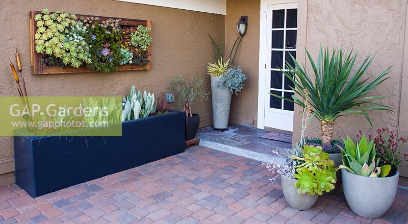 Terrace with containers. Plants inclde Sanseveiria Drosanthemum, Aeonium, Crassulas, Echeveria, Graptoverias, Sempervivum, Dracaena, Ruschi, Agave, Anigozanthos and Yucca  