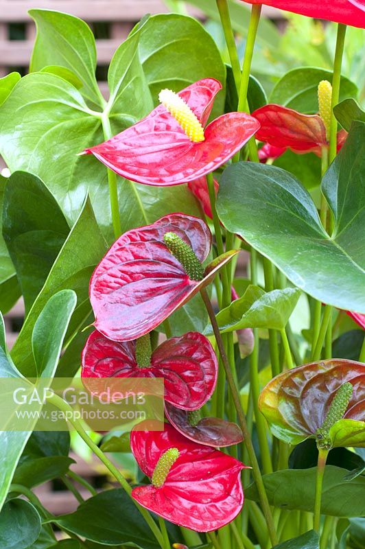 Anthurium 'Alabama' in container on a terrace