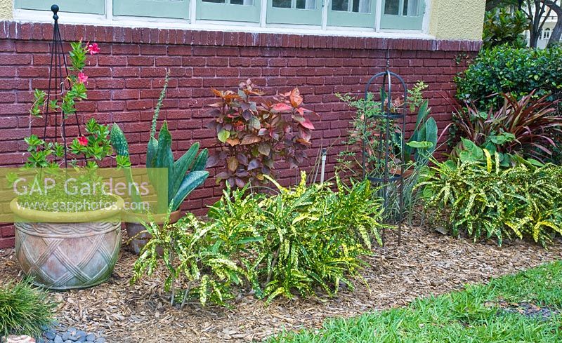 Border and containers planted with Codiaeum 'Sloppy Painter', Mandevilla, Muehlenbergia, Sanseveiria and Acalypha wilkesiana