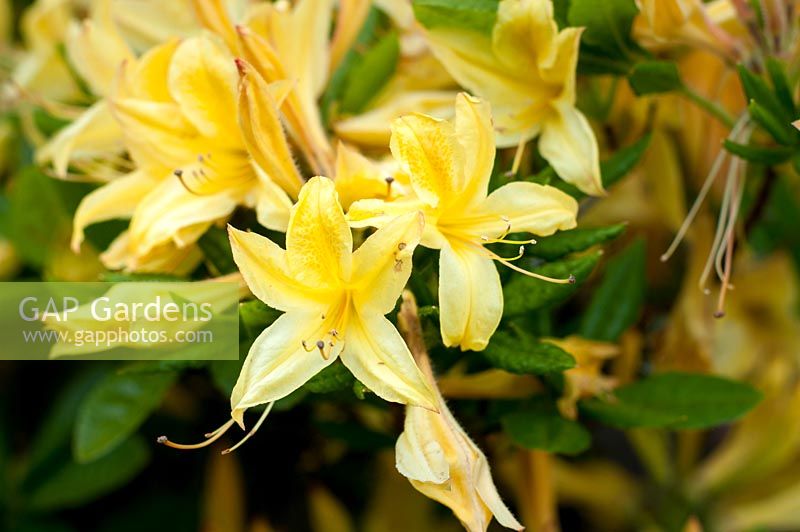 Rhododendron 'Arpege'