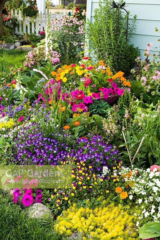 Colourful Summer border with Petunia, Viola, Sedum and Tagetes 