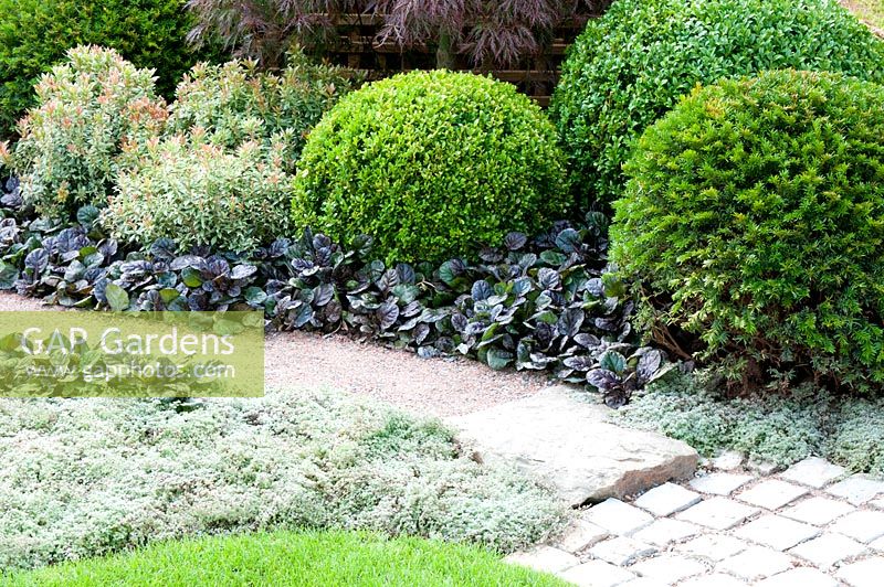 Gravel and sett path with adjacent borders planted with Ajuga reptans 'Black Scallop' Thymus pseudolanuginosus, Pieris, clipped Buxus sempervirens balls and clipped Taxus baccata in 'Reflections of Japan'. Gold medal winner at RHS Tatton Flower Show 2013