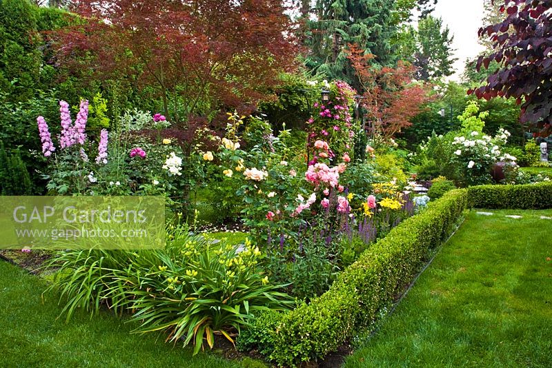 Informal border with Rosa 'Marilyn', 'Passionate Kisses', 'Living Easy', Clematis, Lilium, Delphinium and Salvia 