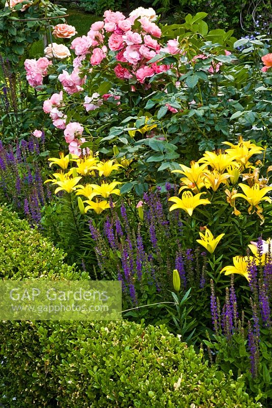 Border planted with Rosa 'Marilyn', 'Passionate Kisses', 'Living Easy', Lilium and Salvia 
