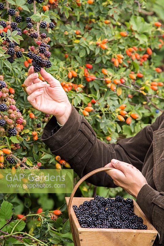 Foraging Wild blackberries - Rubus fruticosus in a hedgerow besides Rose hips and Sloe berries - Prunus spinosa