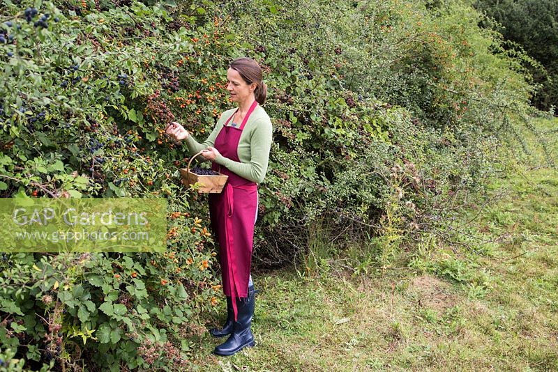 Foraging Wild blackberries - Rubus fruticosus in a hedgerow besides Rose hips and Sloe berries - Prunus spinosa
