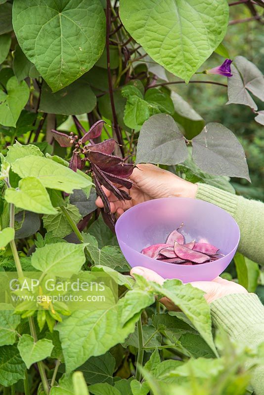 Harvesting Hyacinth Beans - Lablab purpureus